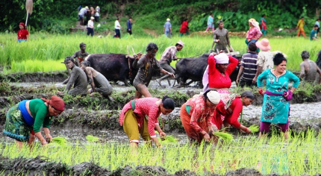 देशभरि २ लाख हेक्टरमा रोपाइँ बाँकी